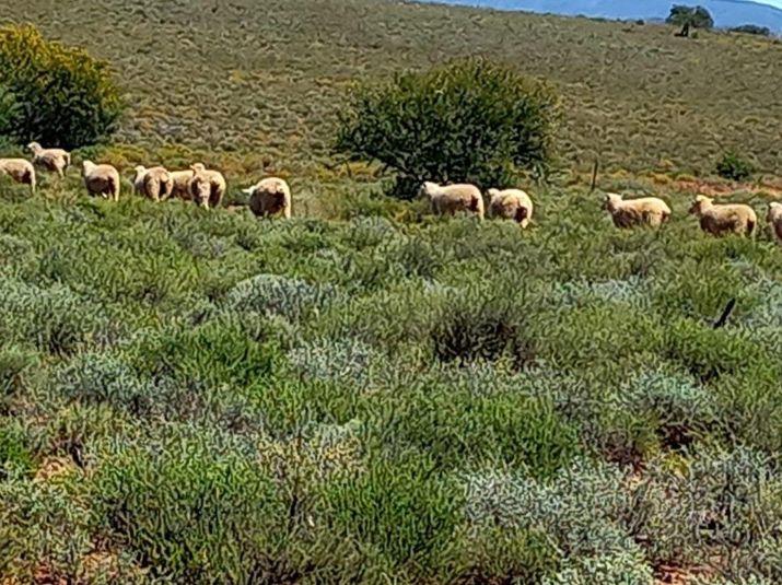 0 Bedroom Property for Sale in Willowmore Eastern Cape